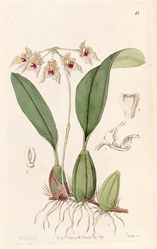 Bulbophyllum umbellatum